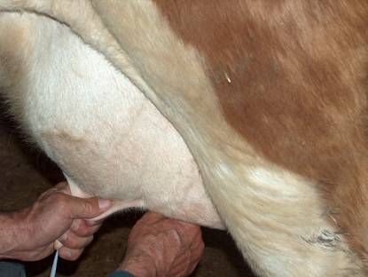 Elle sa??m yap?lmas?